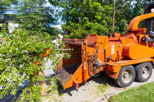 Tree Removal for Businesses in Lacy Lakeview, TX